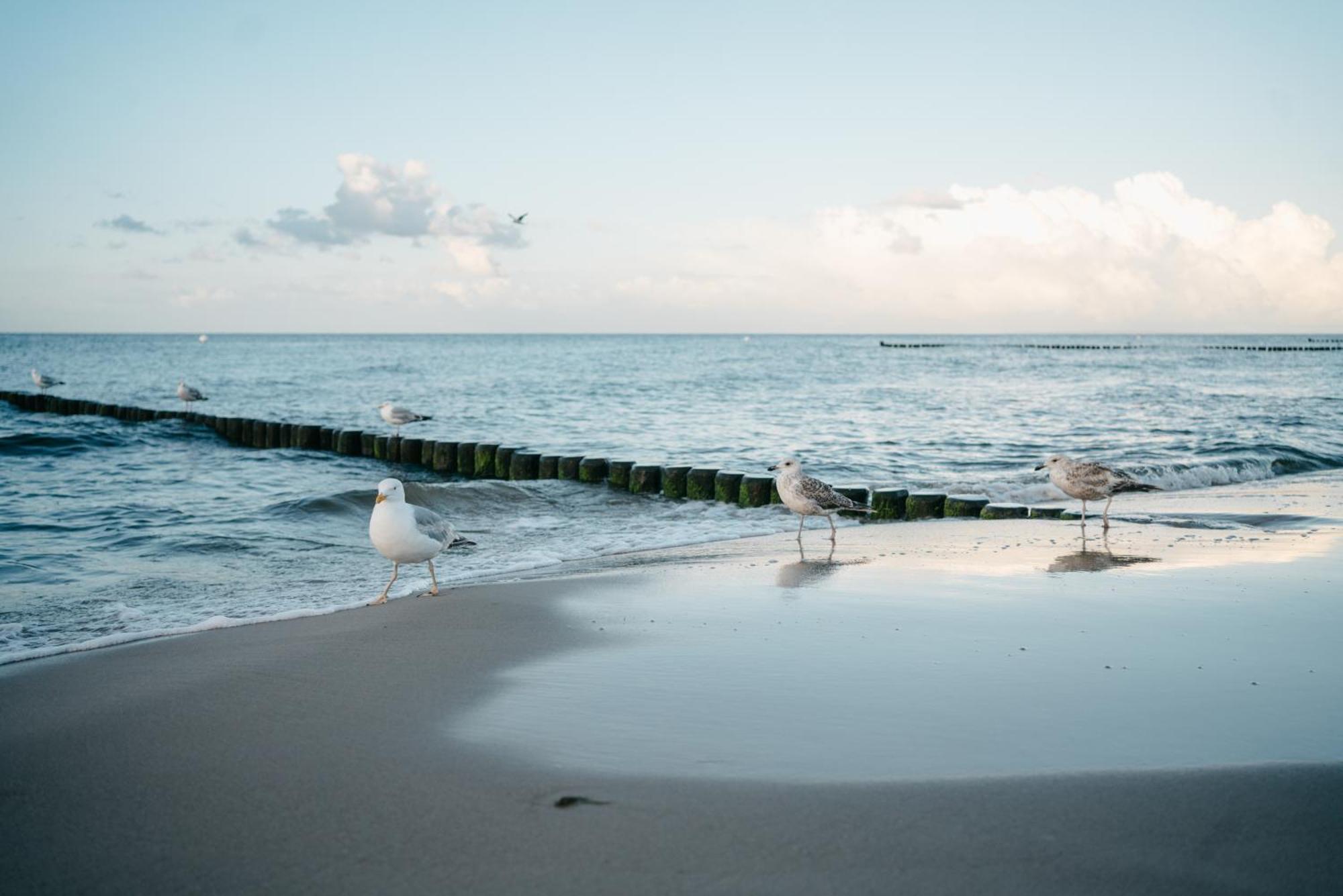 Kamphof Usedom Ferienanlage Loddin Kültér fotó
