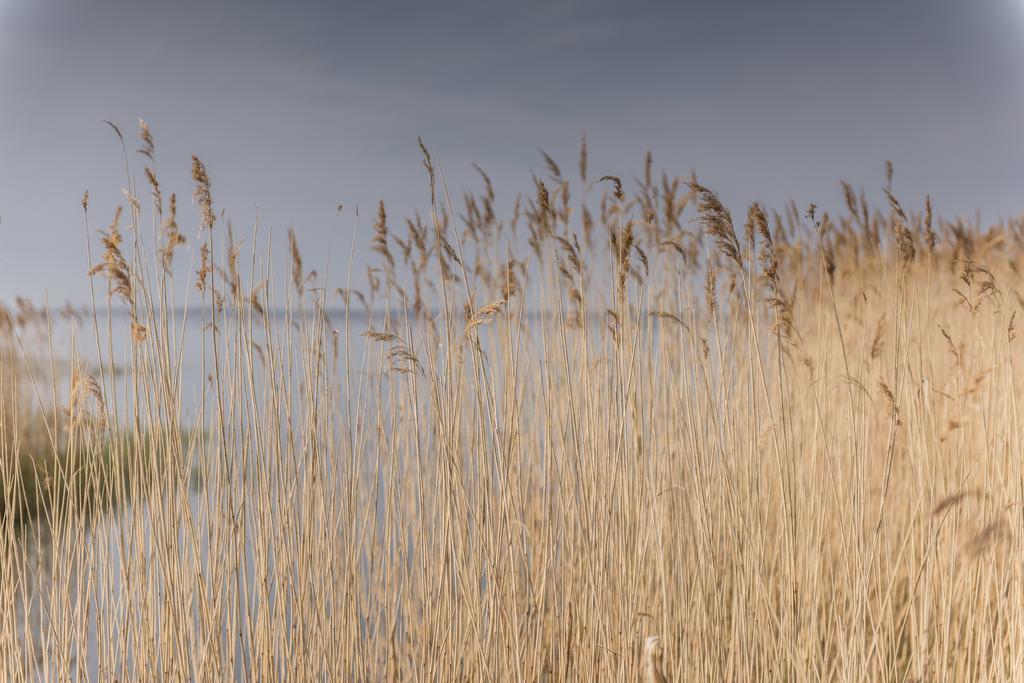 Kamphof Usedom Ferienanlage Loddin Kültér fotó